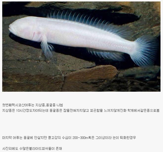 포모스 세계 각국 동굴에사는 어류들 세계 각국 동굴에사는 어류들