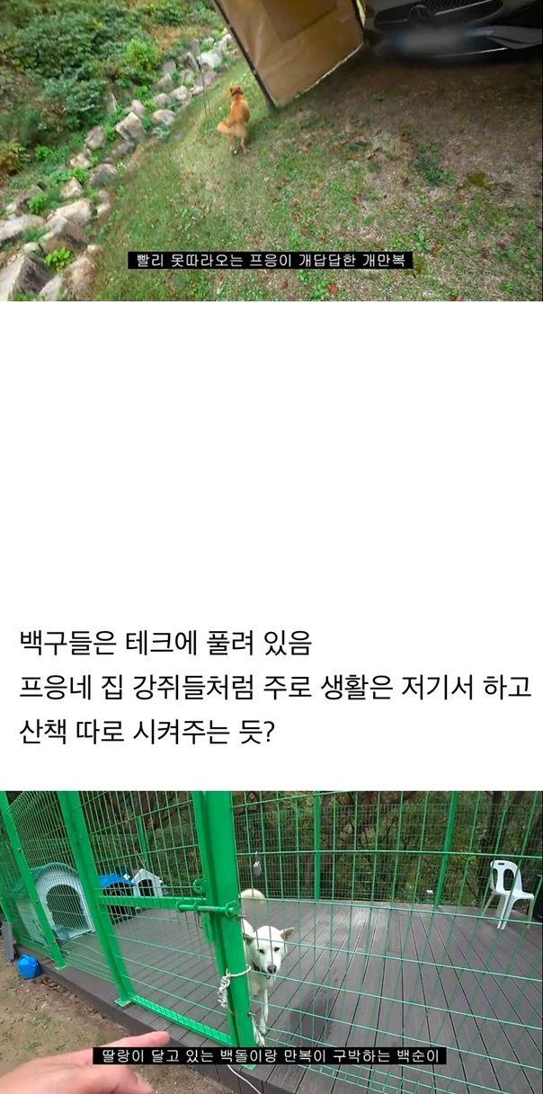 갑자기 유튜버 집에 들어온 떠돌이 개의 정체