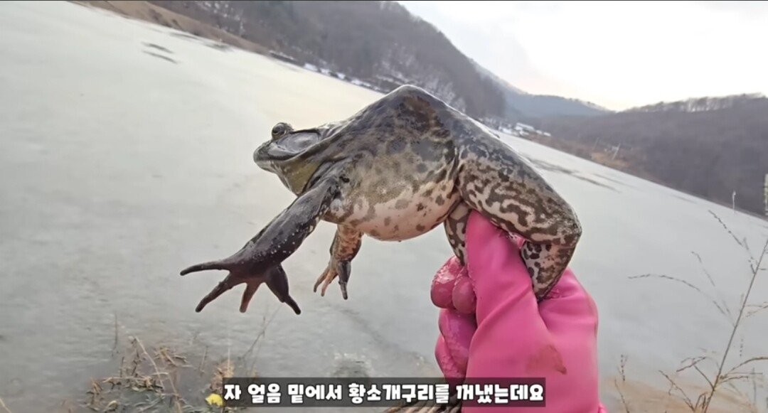 동면하는 황소개구리 잡아구워먹는 유튜버