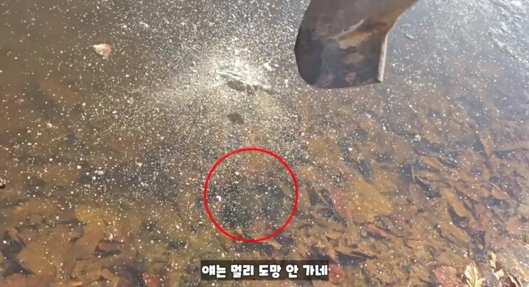 동면하는 황소개구리 잡아구워먹는 유튜버