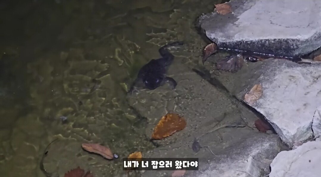 동면하는 황소개구리 잡아구워먹는 유튜버