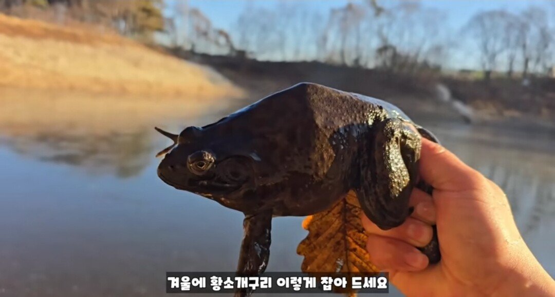 동면하는 황소개구리 잡아구워먹는 유튜버