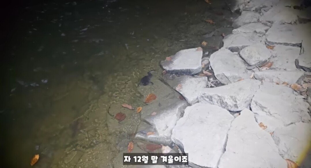 동면하는 황소개구리 잡아구워먹는 유튜버