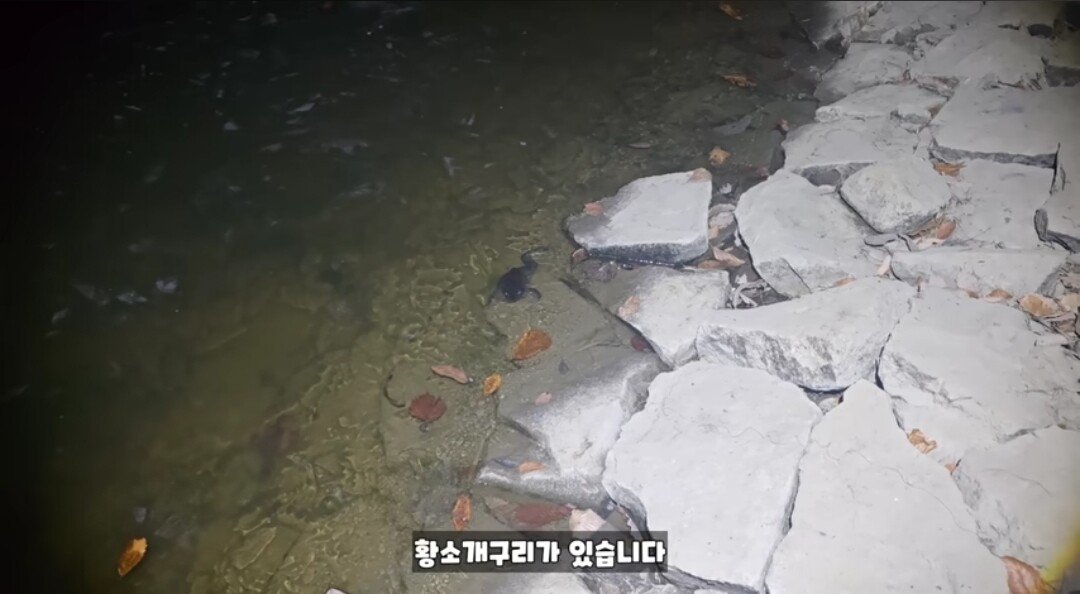동면하는 황소개구리 잡아구워먹는 유튜버