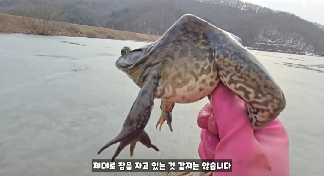 동면하는 황소개구리 잡아구워먹는 유튜버