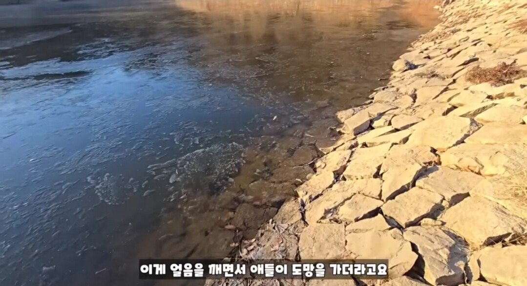 동면하는 황소개구리 잡아구워먹는 유튜버