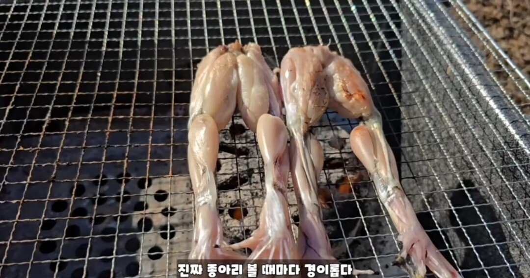 동면하는 황소개구리 잡아구워먹는 유튜버