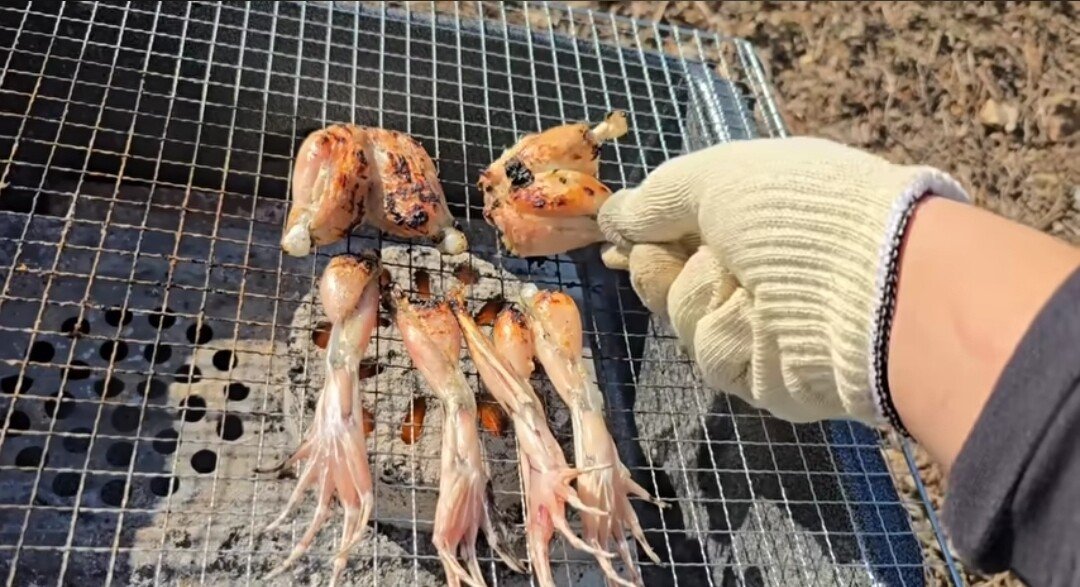 동면하는 황소개구리 잡아구워먹는 유튜버