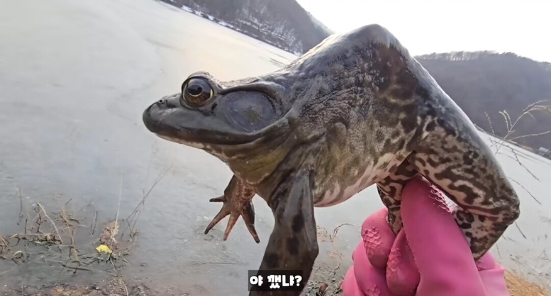 동면하는 황소개구리 잡아구워먹는 유튜버