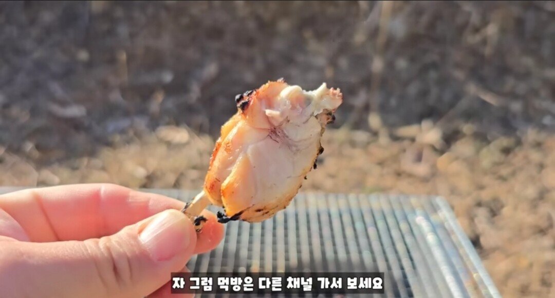 동면하는 황소개구리 잡아구워먹는 유튜버