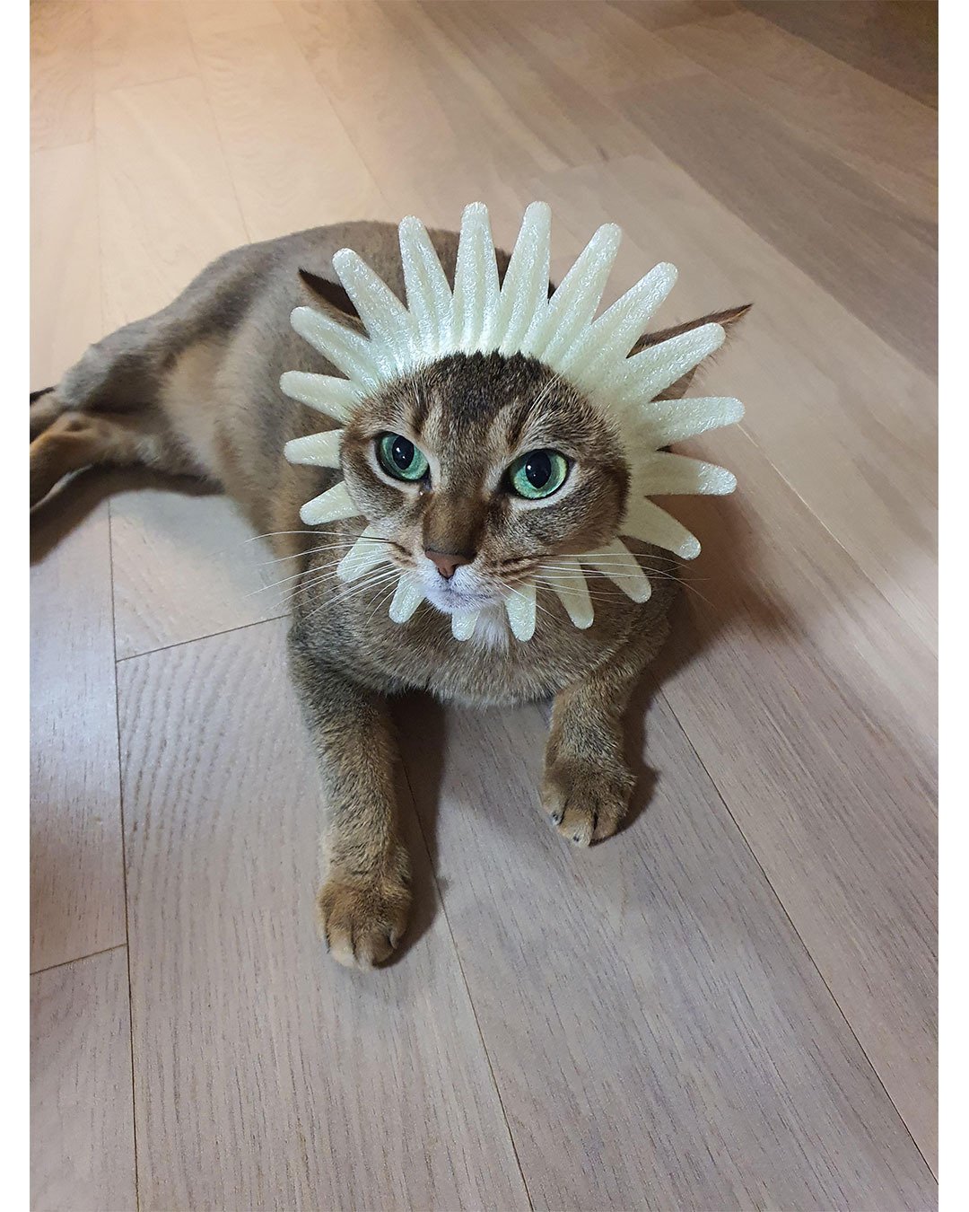 1747436334217692.jpg