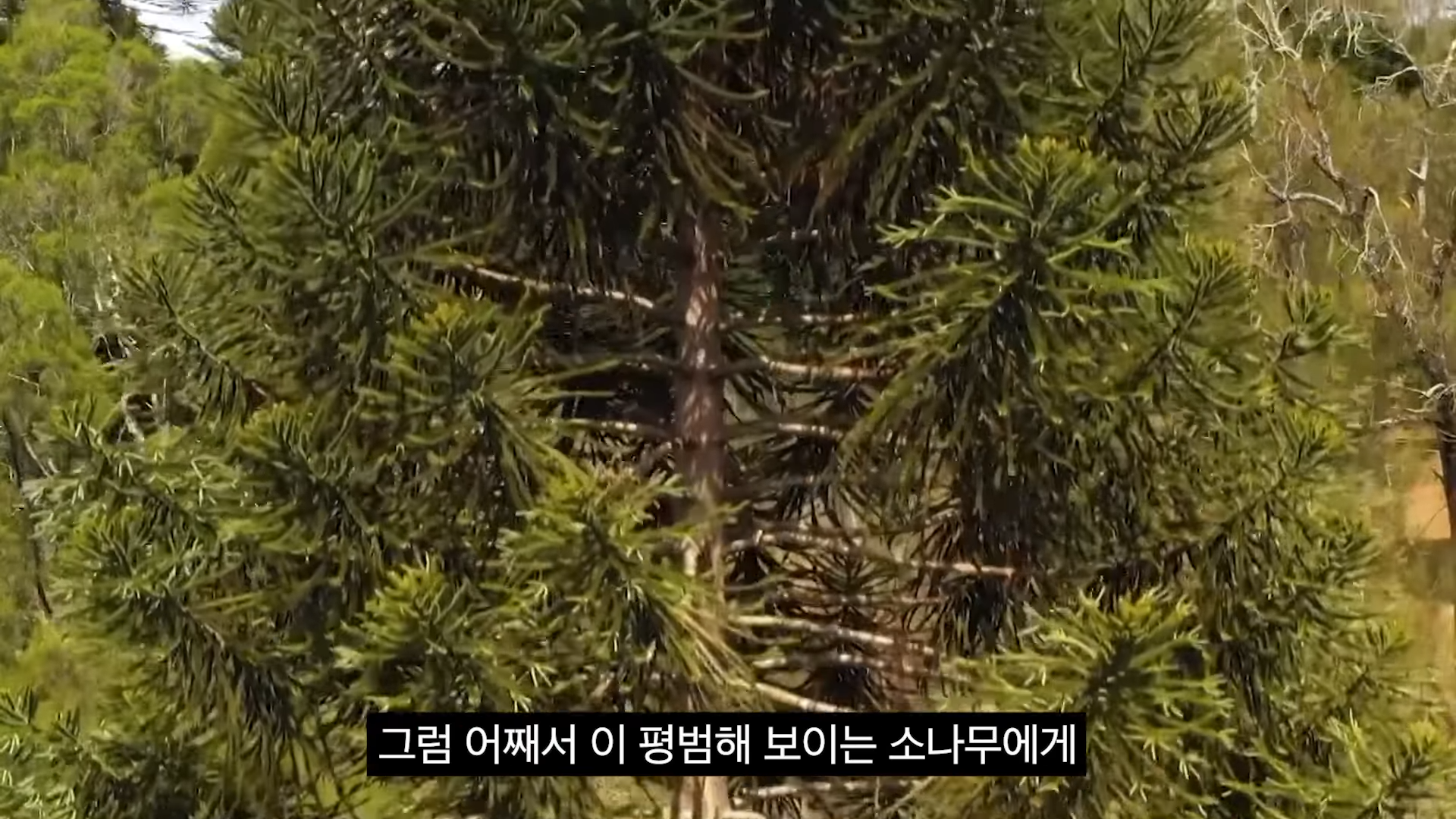 스포츠중계,무료스포츠중계,해외스포츠중계
