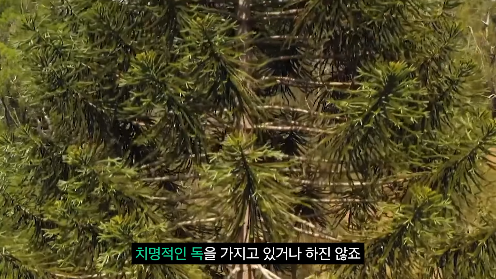 스포츠중계,무료스포츠중계,해외스포츠중계