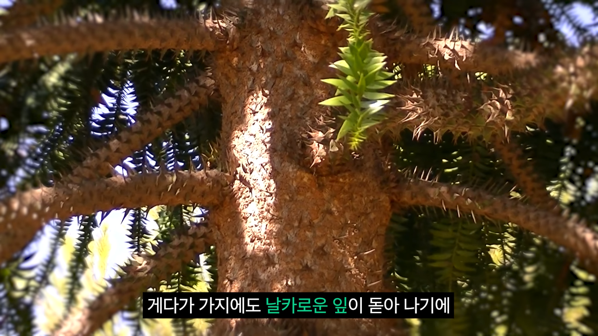 스포츠중계,무료스포츠중계,해외스포츠중계