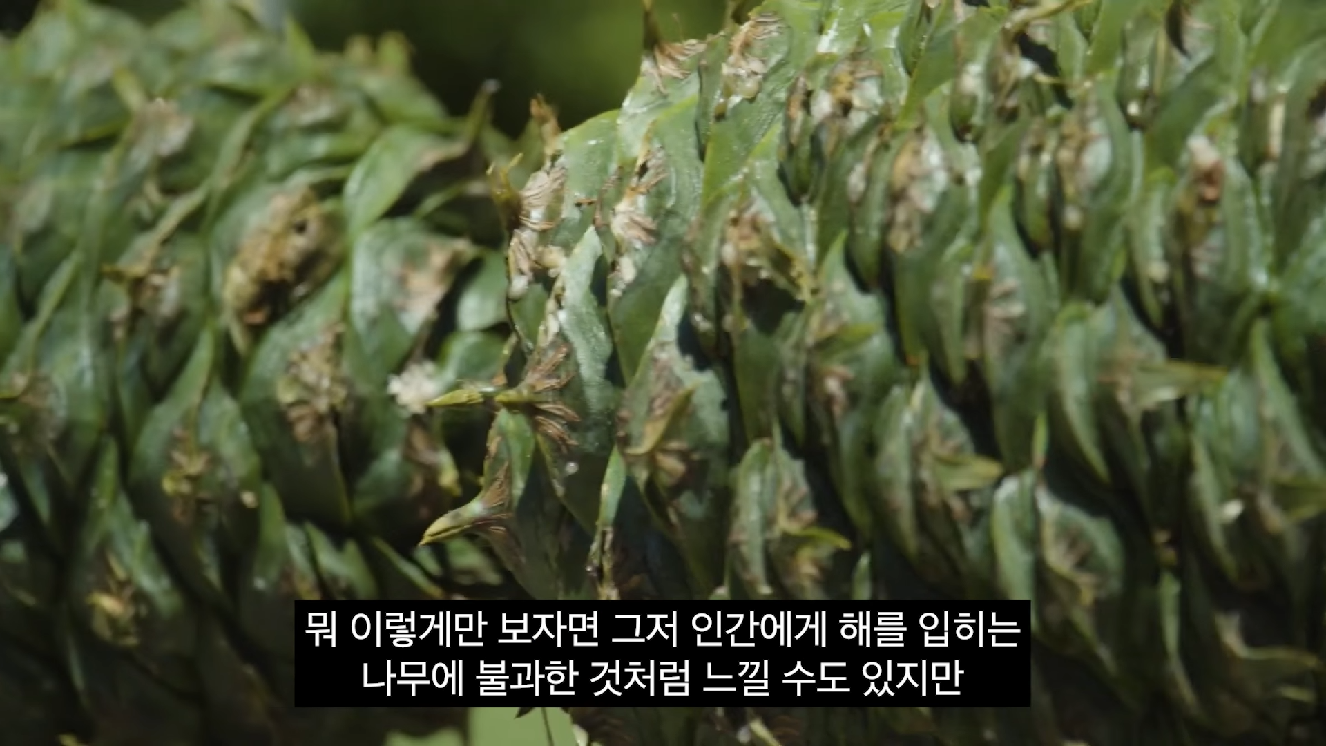 스포츠중계,무료스포츠중계,해외스포츠중계