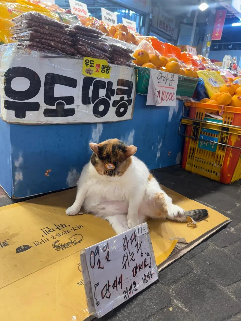 스포츠중계,무료스포츠중계,해외스포츠중계