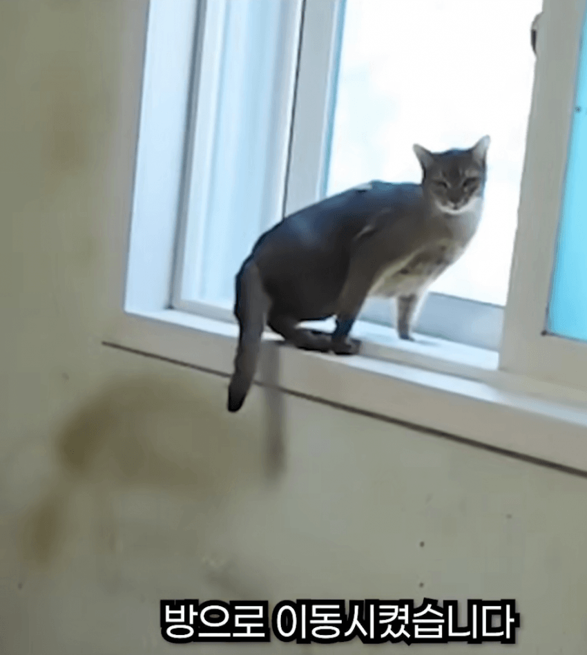 스포츠중계,무료스포츠중계,해외스포츠중계