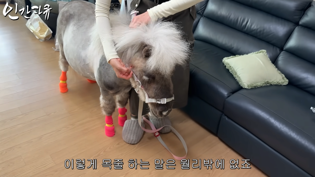 스포츠중계,무료스포츠중계,해외스포츠중계