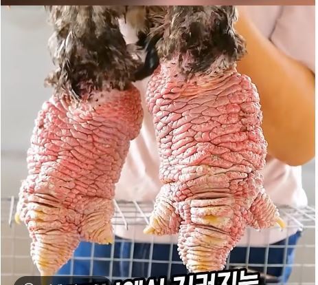 스포츠중계,무료스포츠중계,해외스포츠중계