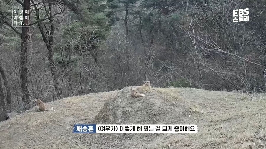 스포츠중계,무료스포츠중계,해외스포츠중계