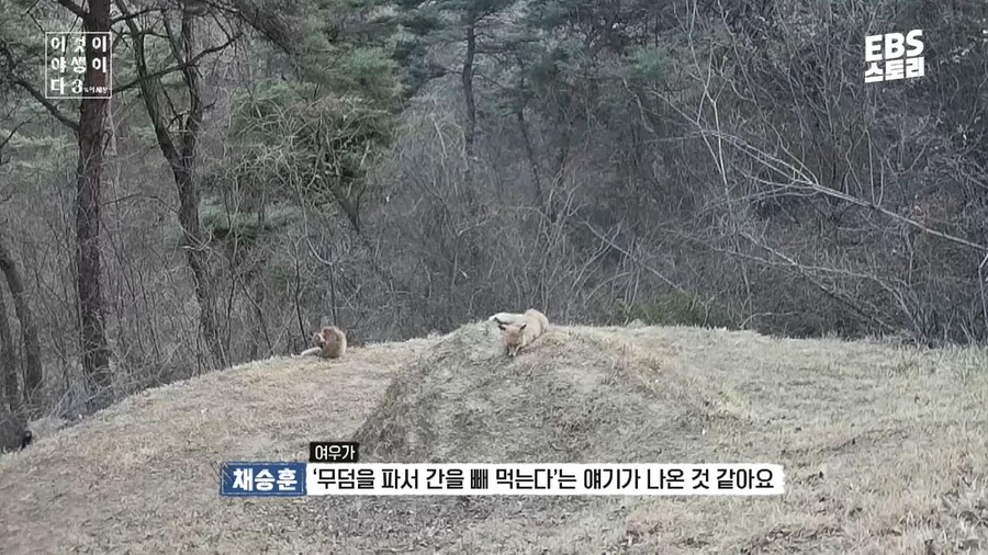 스포츠중계,무료스포츠중계,해외스포츠중계