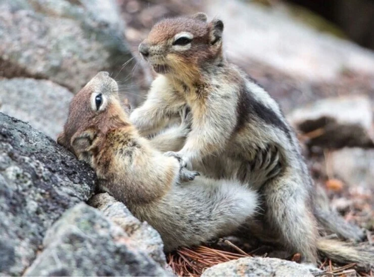 와이프랑 교배 프레스 따라한 후기
