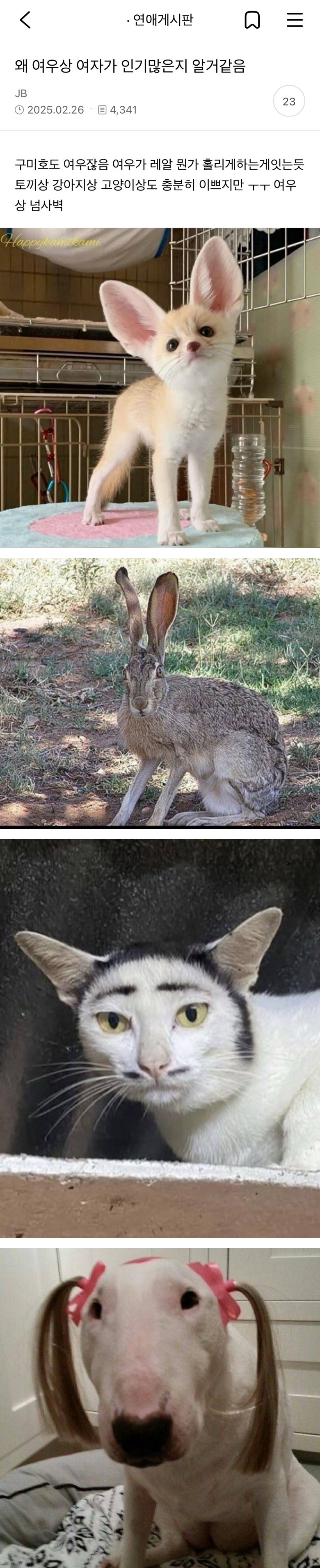 왜 여우상 여자가 인기많은지 알거같음