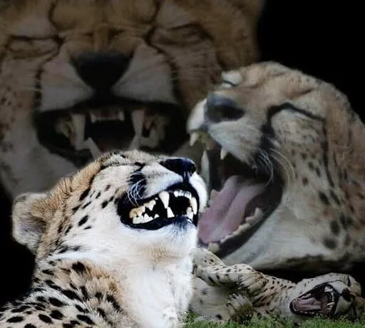 스포츠중계,무료스포츠중계,해외스포츠중계