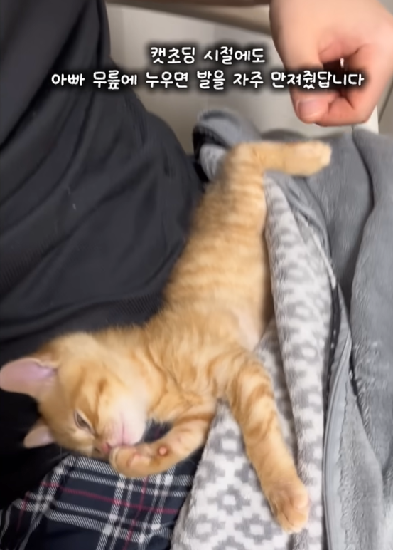 스포츠중계,무료스포츠중계,해외스포츠중계