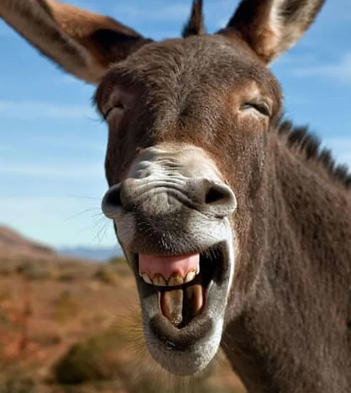 경비용으로 당나귀 키워야하는 이유 