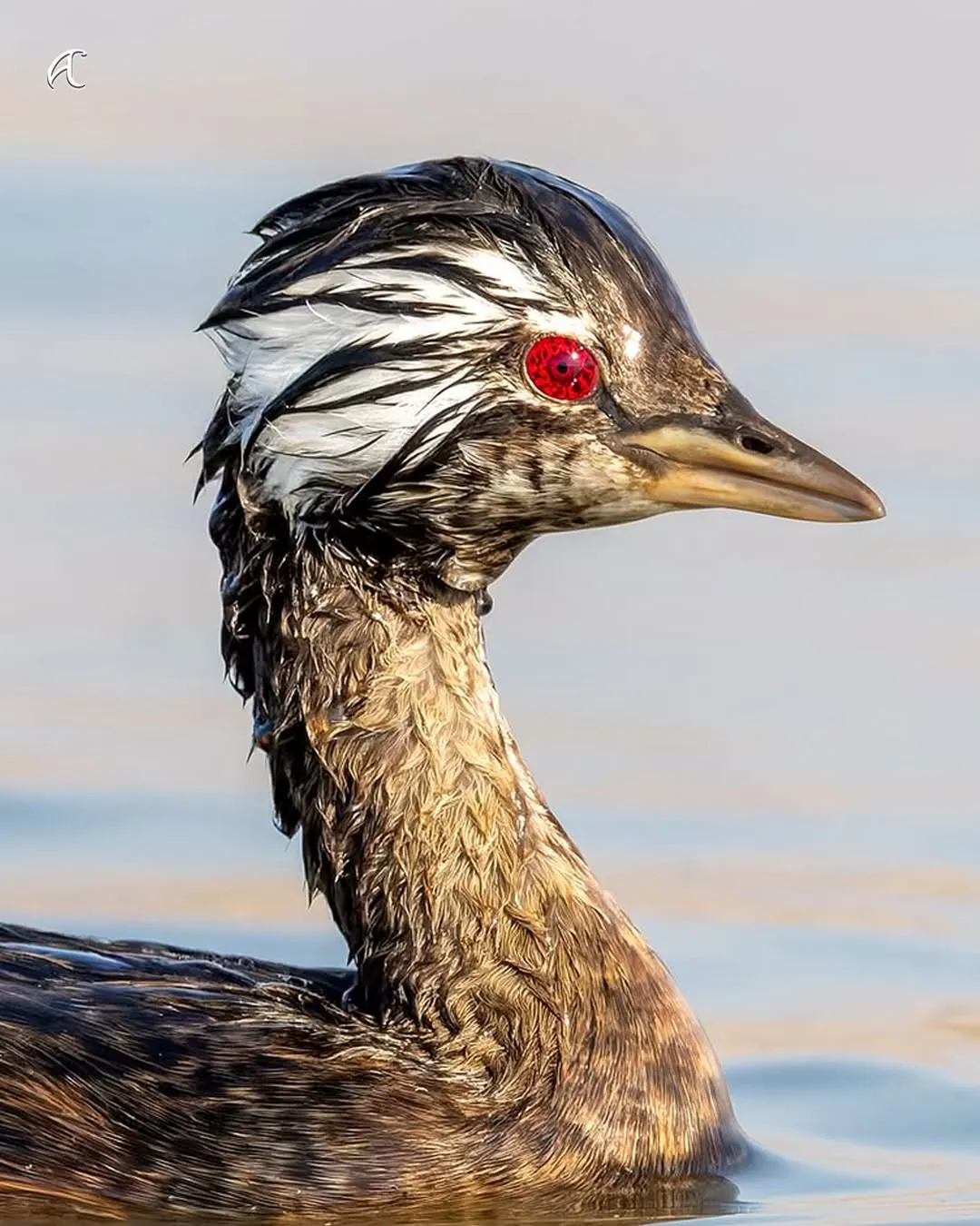 이번에 발견된 사륜안을 가진 물새 