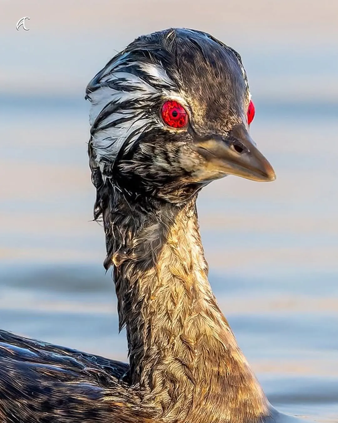 이번에 발견된 사륜안을 가진 물새 