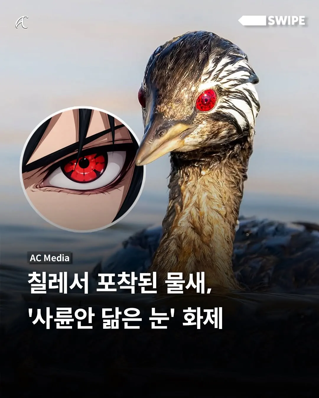 이번에 발견된 사륜안을 가진 물새 