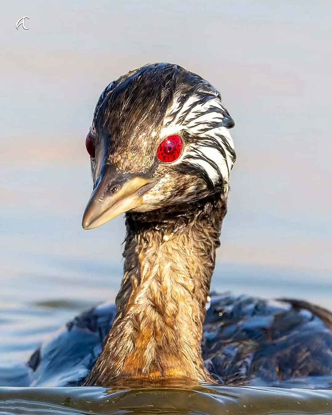 이번에 발견된 사륜안을 가진 물새 