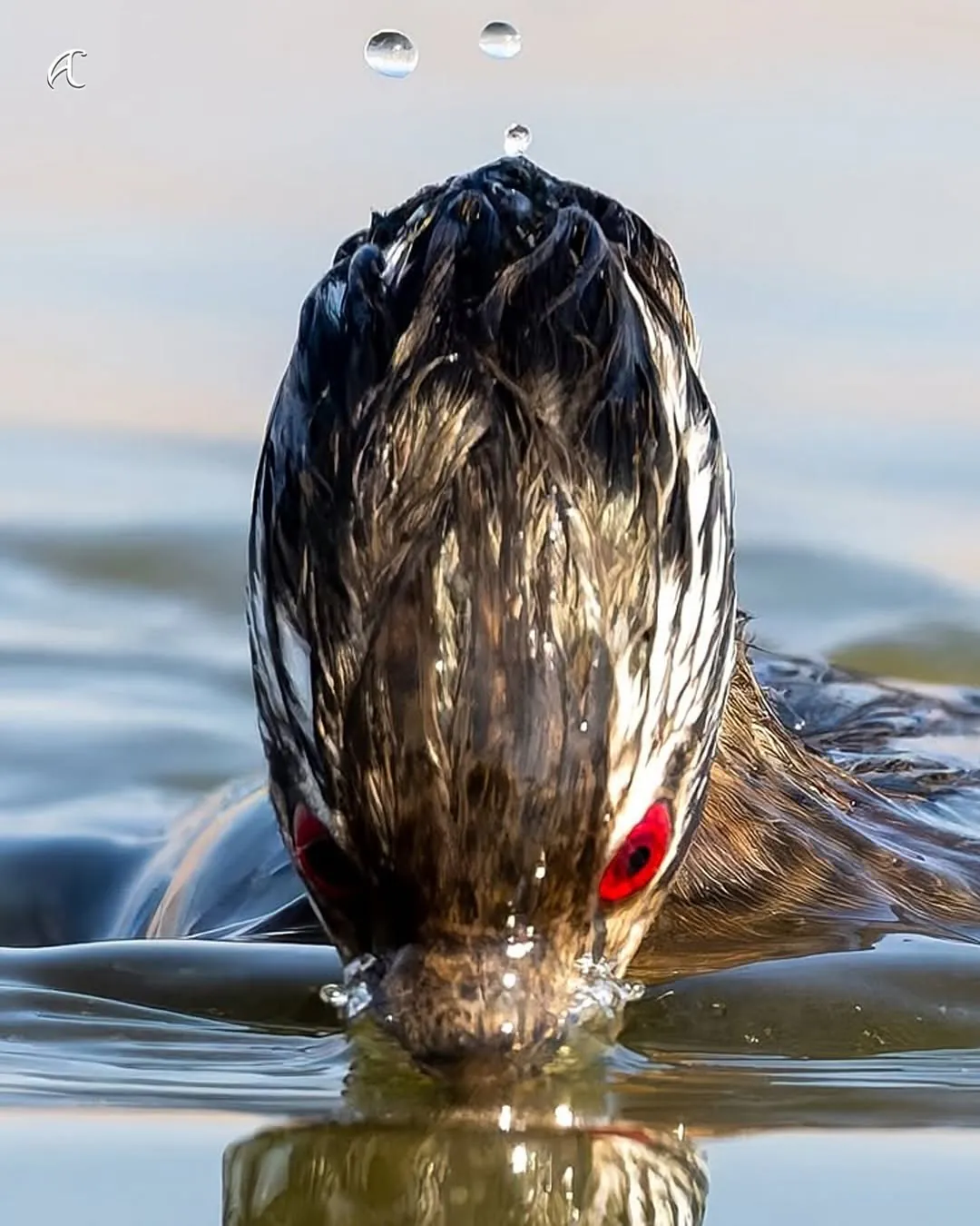 이번에 발견된 사륜안을 가진 물새 