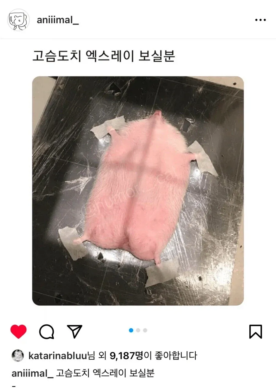 카리나가 좋아요 누른 인스타 글 