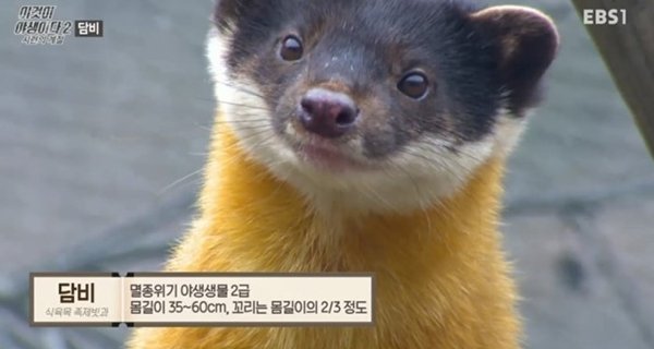 귀여운 생김새와 달리 전투력이 쎈 동물