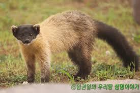 귀여운 생김새와 달리 전투력이 쎈 동물